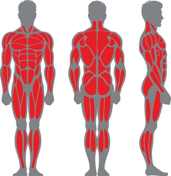 Muscle groups