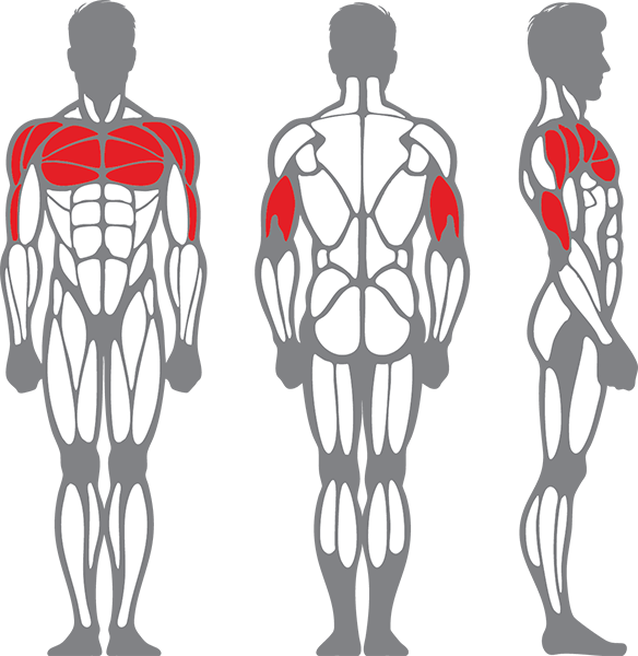 Muscle groups