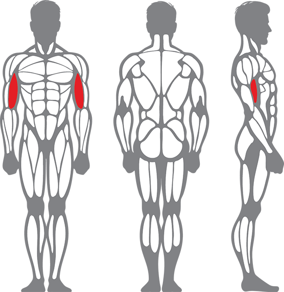 Muscle groups