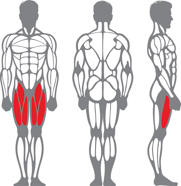 Muscle groups