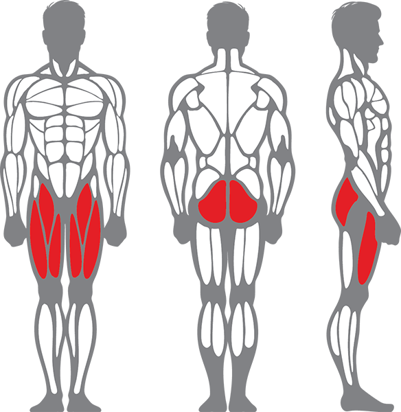 Muscle groups