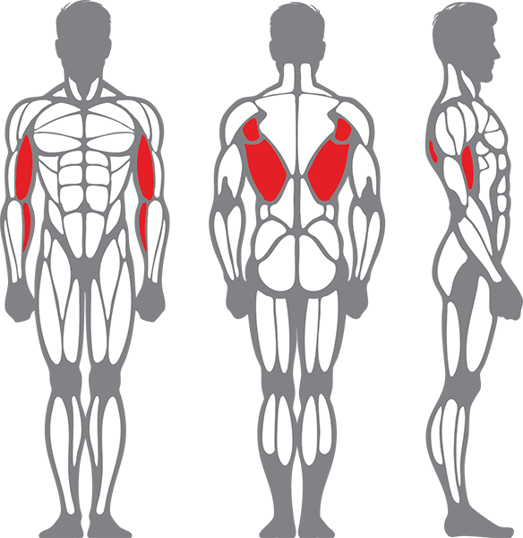 Muscle groups