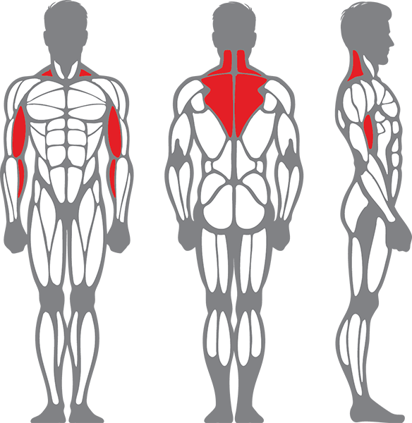 Muscle groups