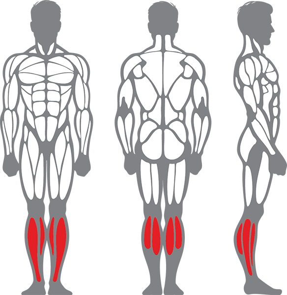 Muscle groups