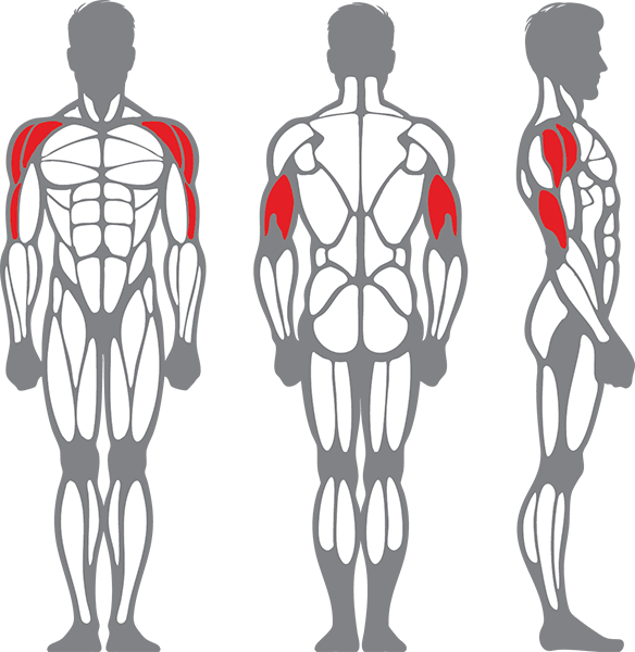 Muscle groups