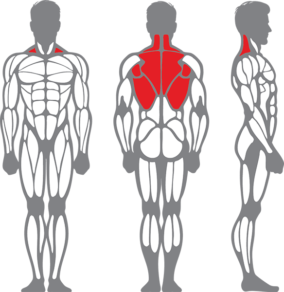 Muscle groups